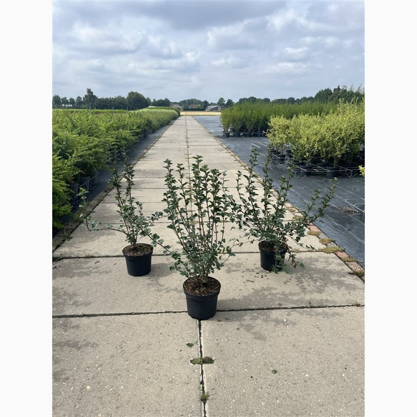 Måbär – Ribes alpinum 'Schmidt' - C5 40-60 CM